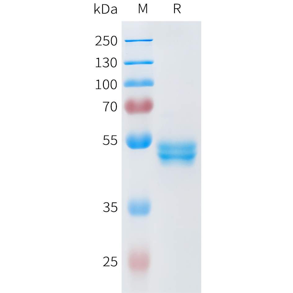 Recombinant human ROR2(34-168) Protein with C-terminal human Fc tag