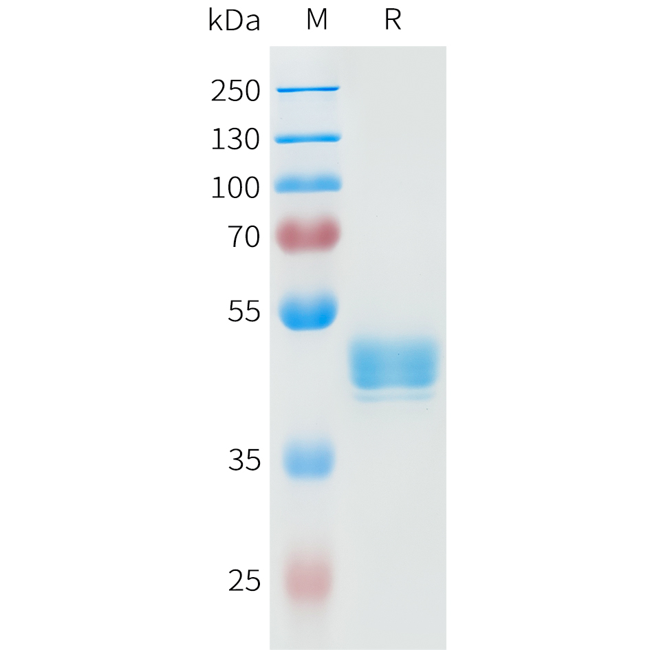Recombinant human CDH3(108-215) Protein with C-terminal human Fc tag