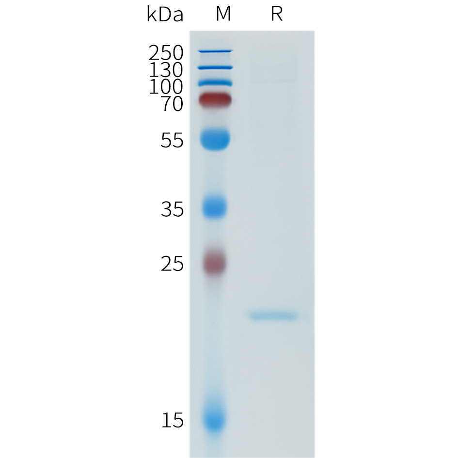 Recombinant human MSP1D1 Protein with N-terminal 6xHis tag