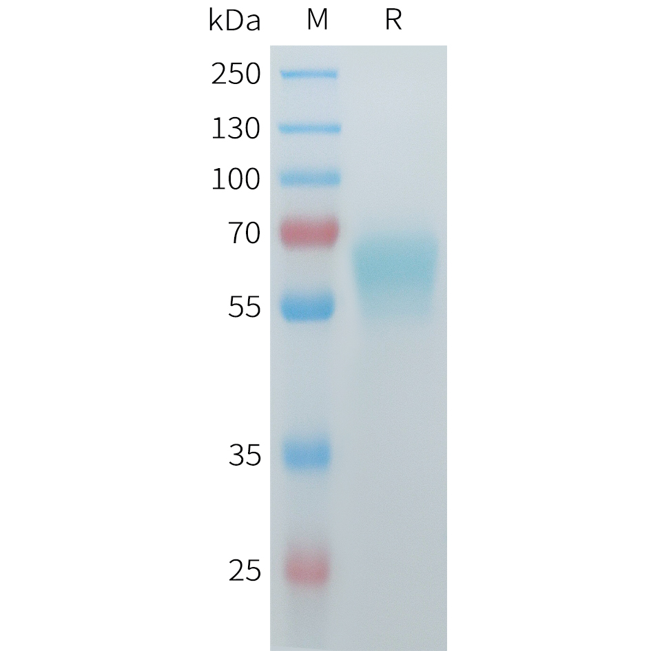 Recombinant mouse ACVR2B protein with C-terminal human Fc tag