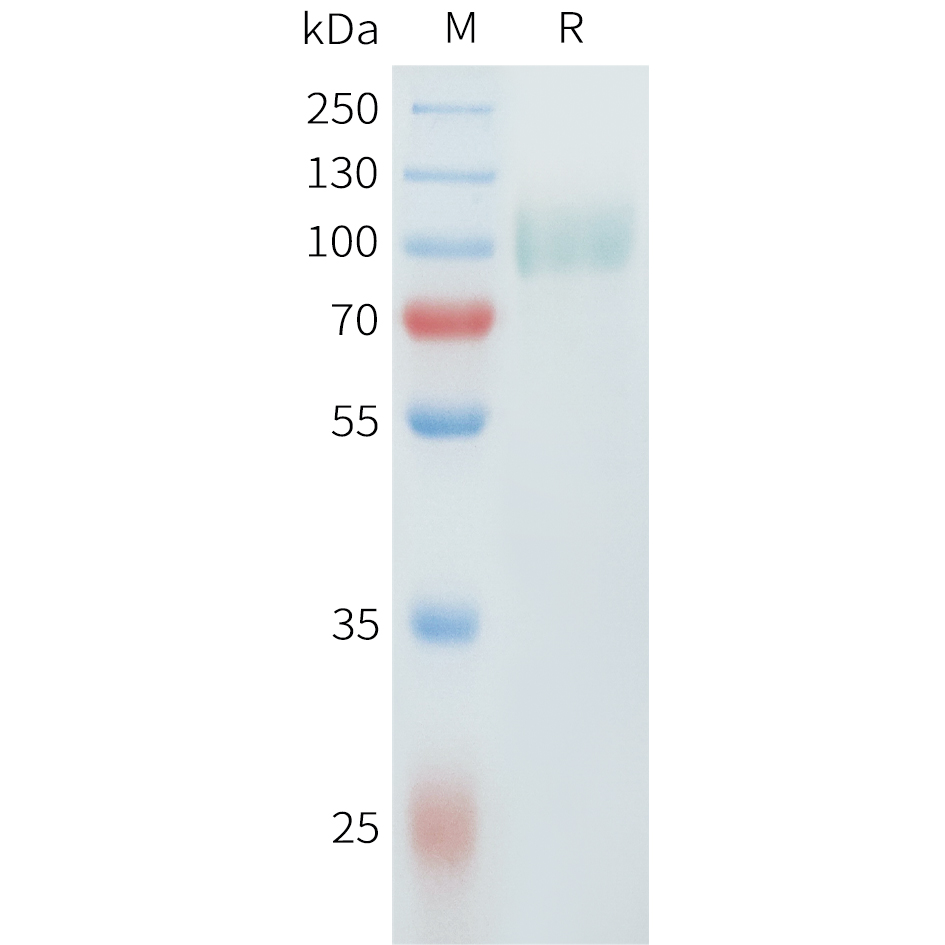 Recombinant Cynomolgus Her2 protein with C-terminal 10?His tag