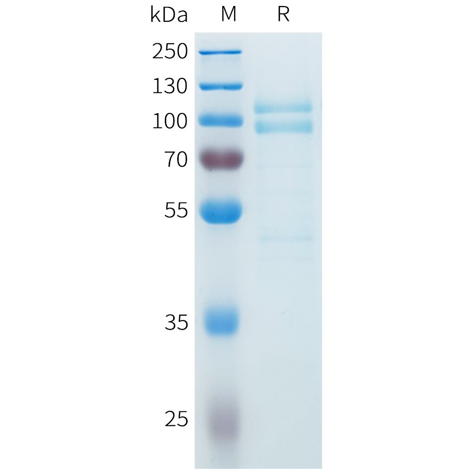 Recombinant Cynomolgus CDH3 protein with C-terminal 10xHis tag