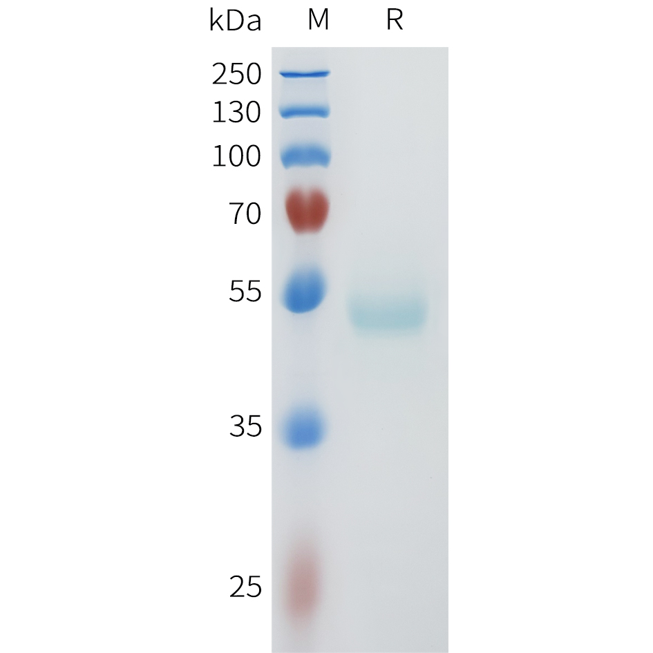 Recombinant human Nectin-4(238-349) Protein with C-terminal human Fc tag