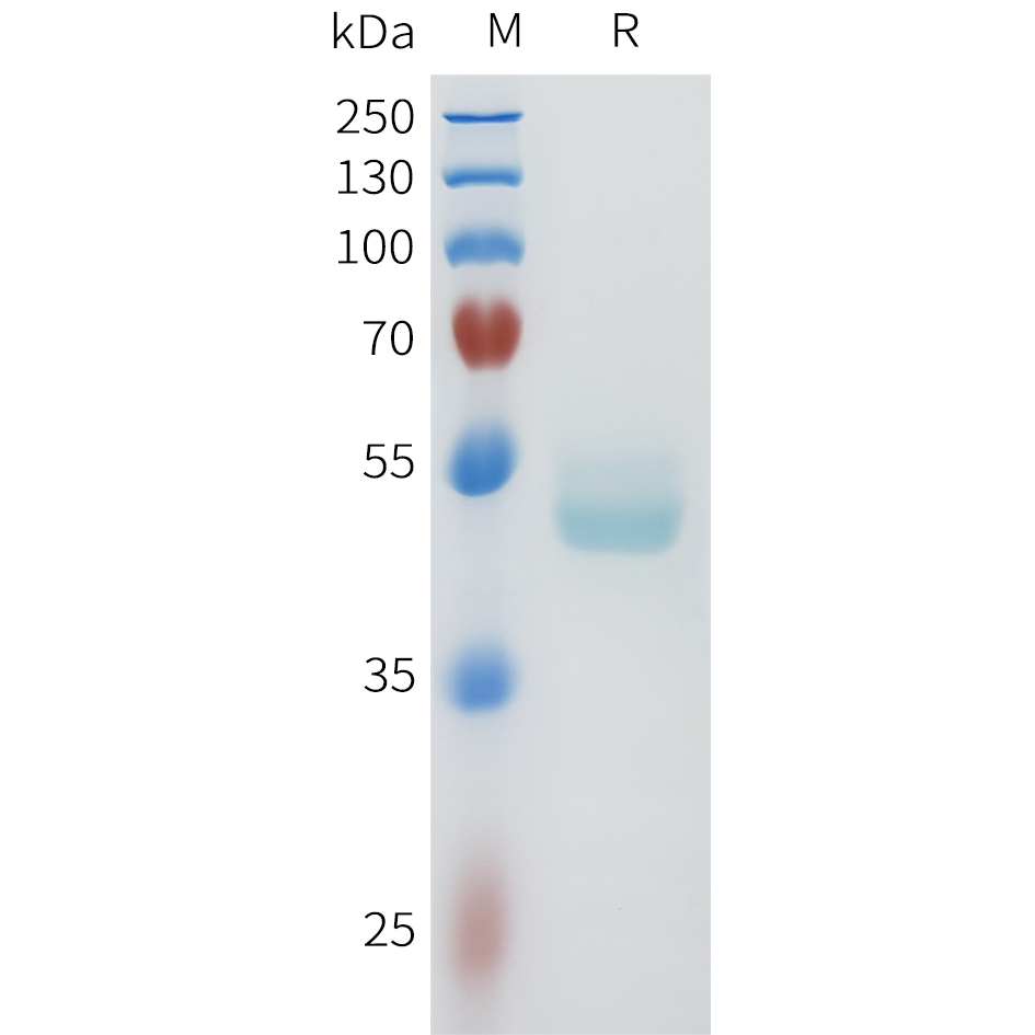 Recombinant human CDH1(594-709) Protein with C-terminal human Fc tag