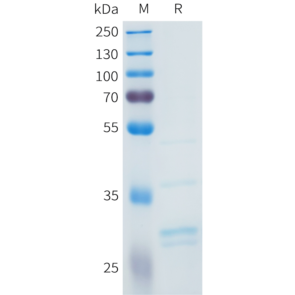 Recombinant human FGF2 Protein with C-terminal 3?Flag tag