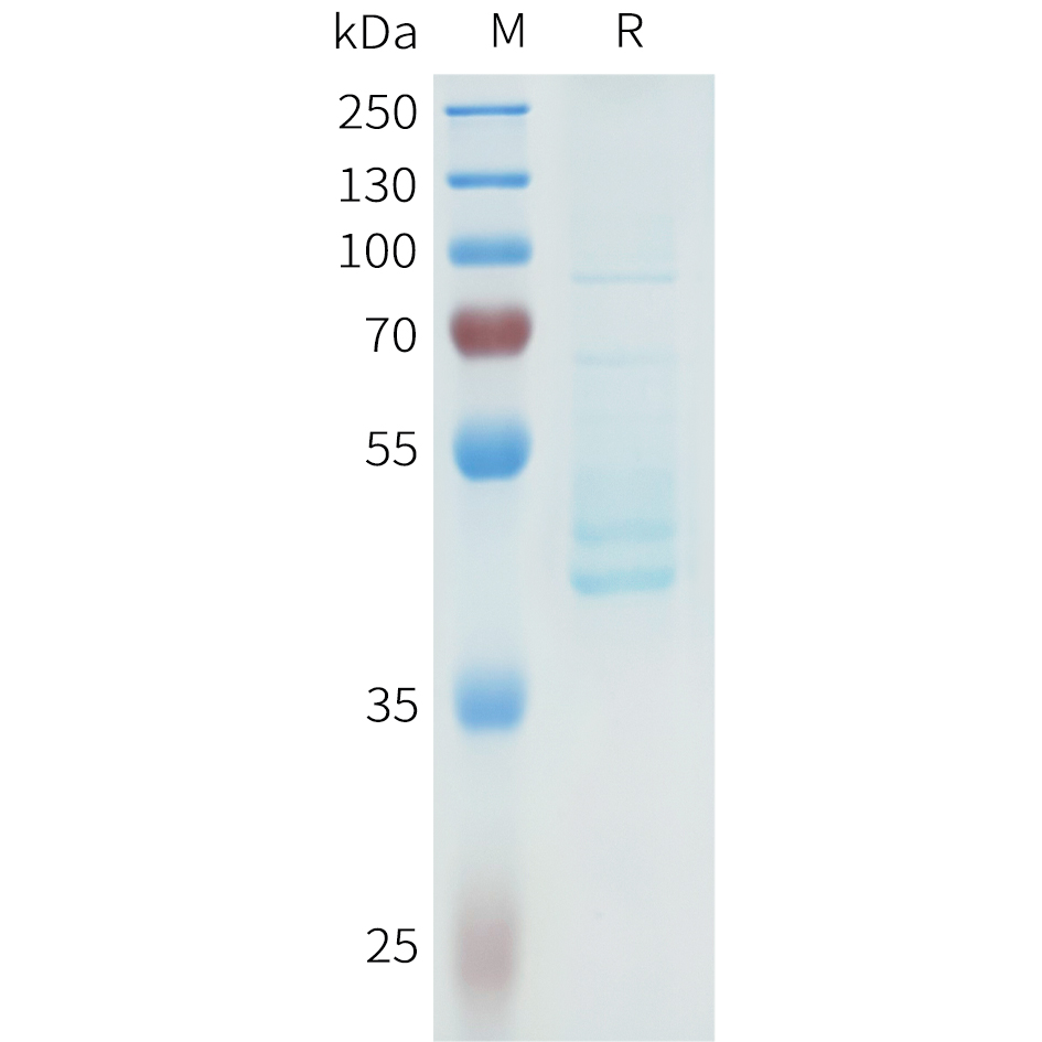 Recombinant human CDH3(216-328) Protein with C-terminal human Fc tag