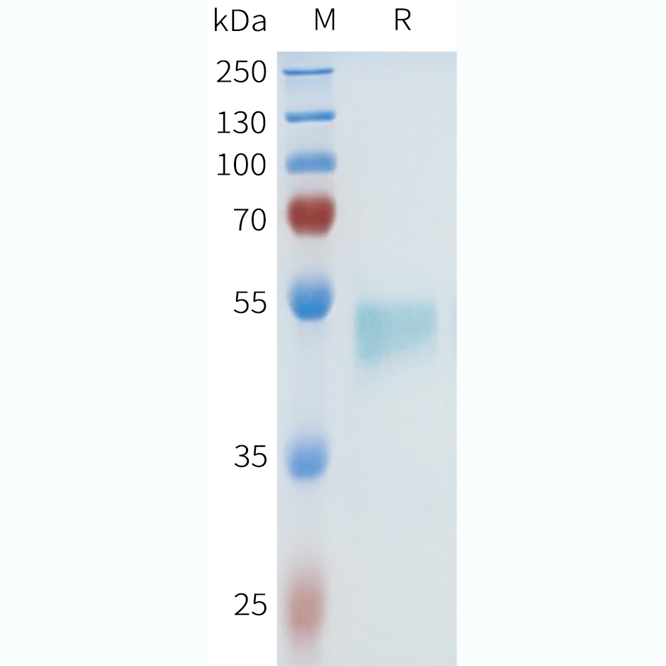 Recombinant human B7-H7(132-234) Protein with C-terminal human Fc tag