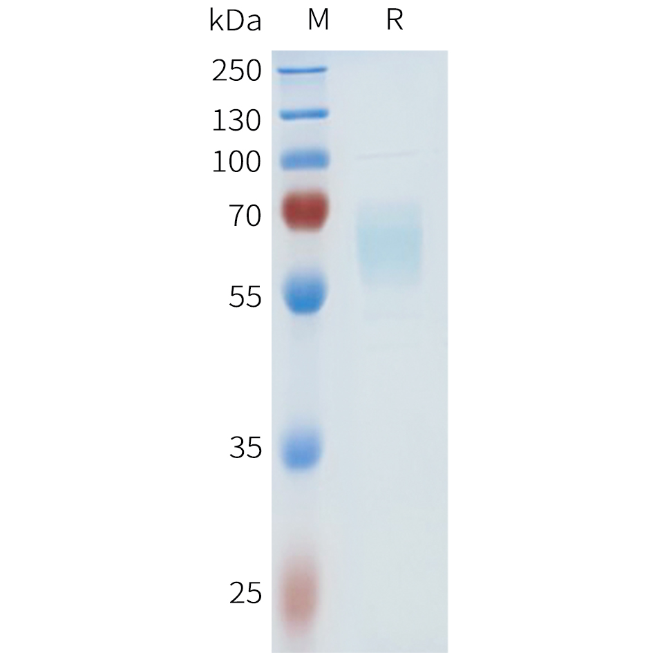 Recombinant human B7-H7(223-344) Protein with C-terminal human Fc tag