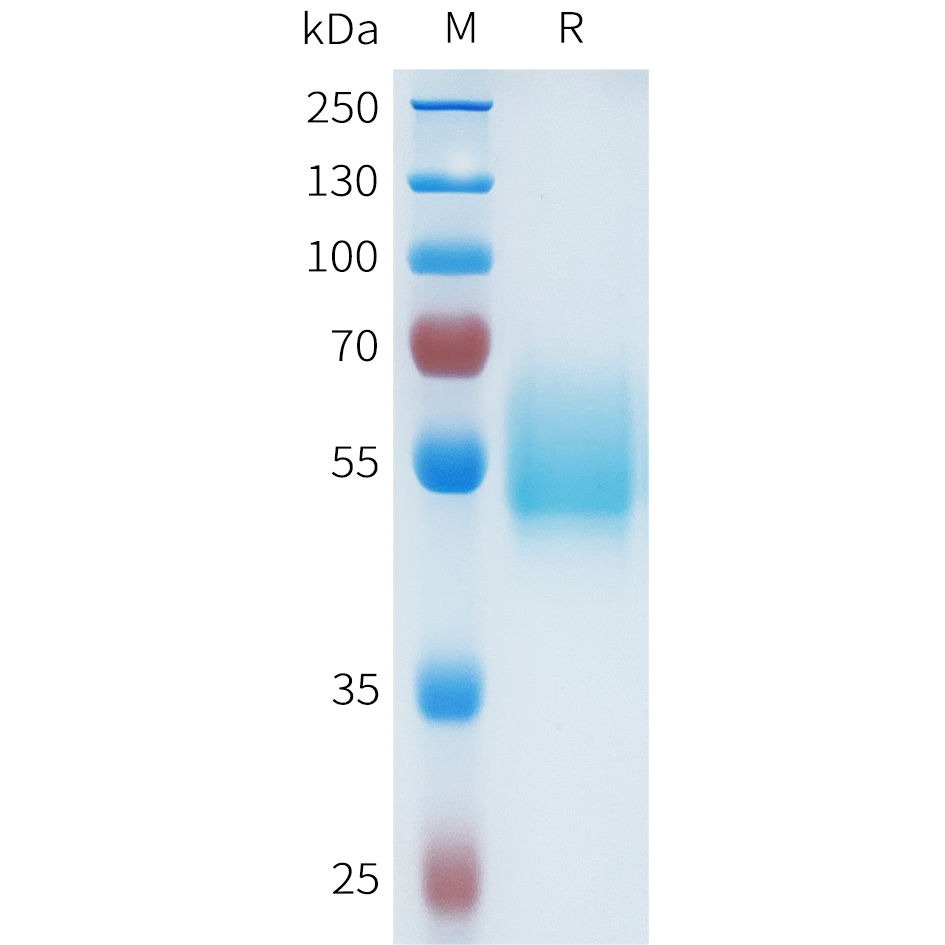 Recombinant human CEACAM6(143-239) Protein with C-terminal human Fc tag