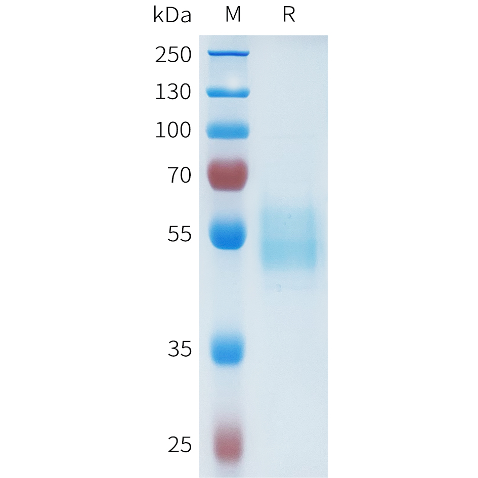 Recombinant human CEACAM6(233-319) Protein with C-terminal human Fc tag