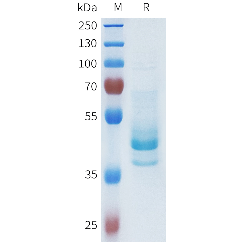 Recombinant human CDH1(263-375) Protein with C-terminal human Fc tag