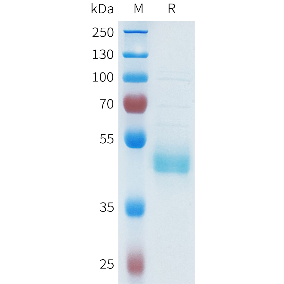Recombinant human CDH1(487-593) Protein with C-terminal human Fc tag