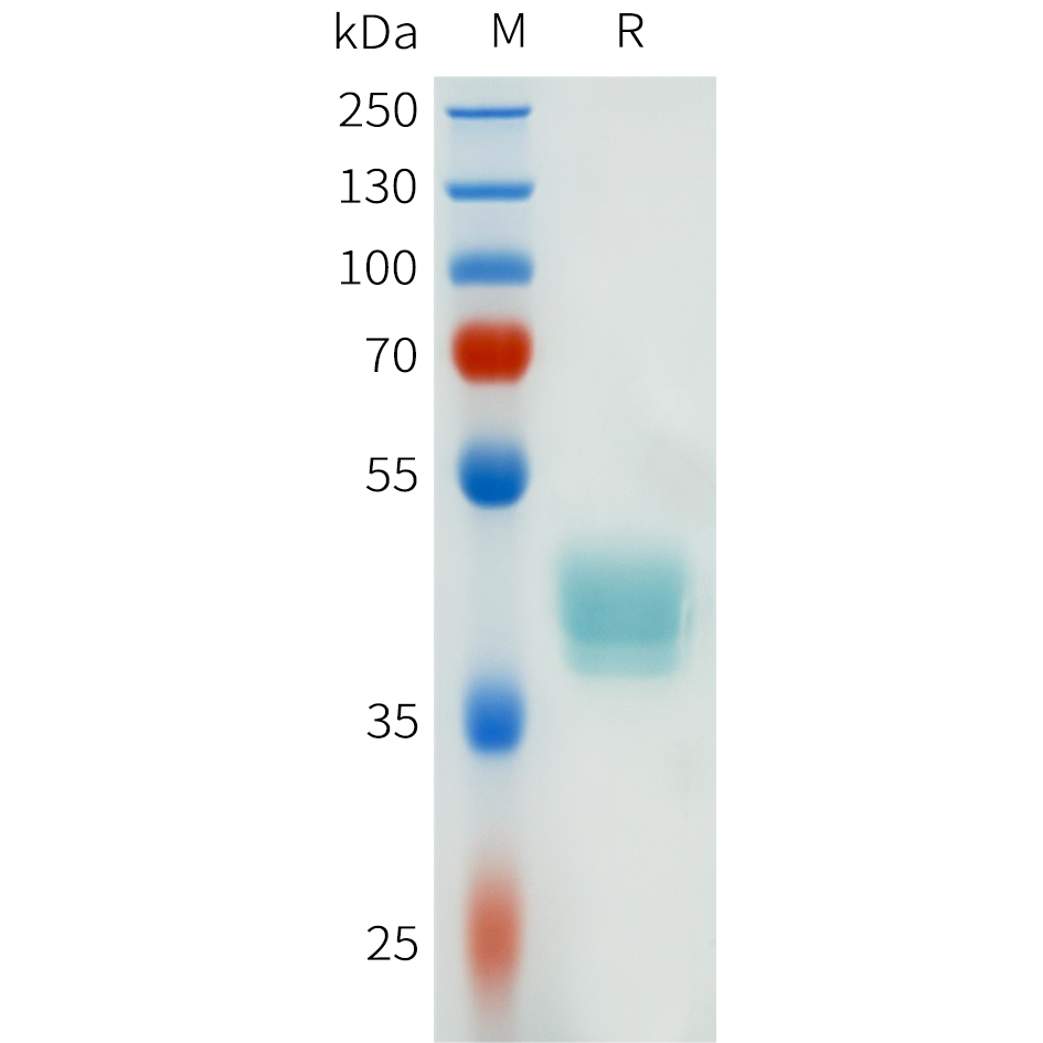 Recombinant human CSF1R(20-106) Protein with C-terminal human Fc tag