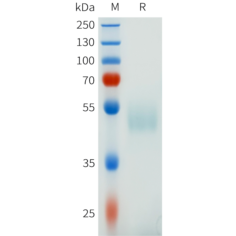 Recombinant human CSF1R(291-401) Protein with C-terminal human Fc tag