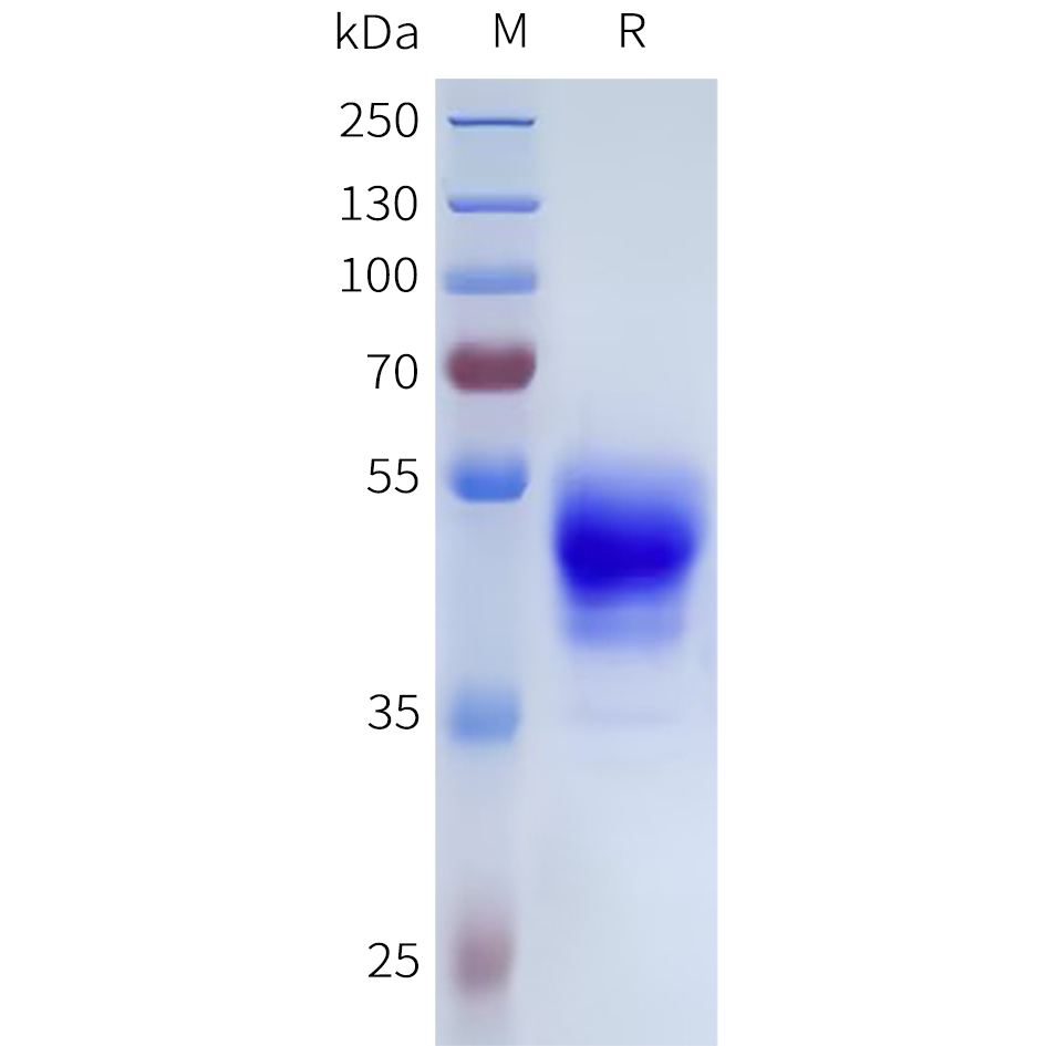 Recombinant human OPRK Protein with C-terminal human Fc tag