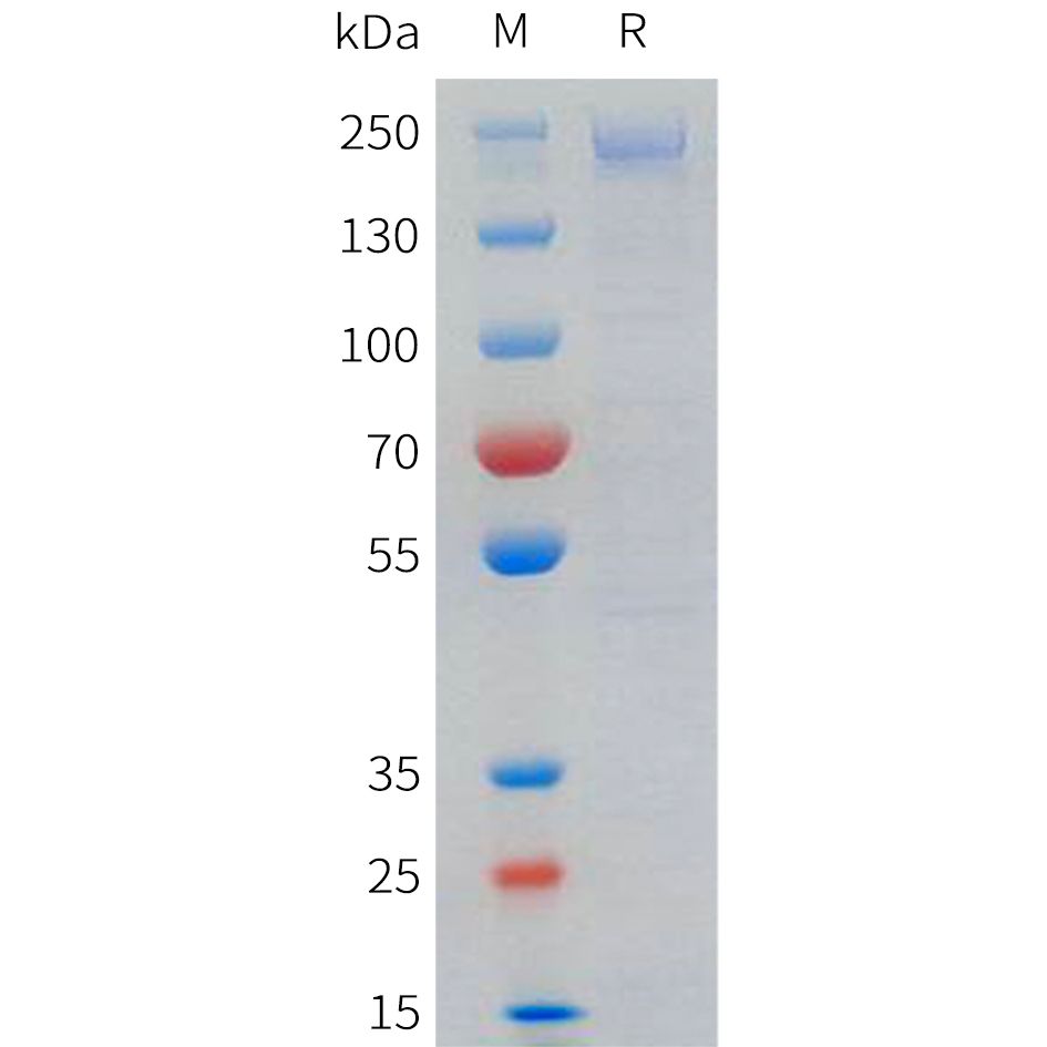 Recombinant human LRP6(20-1370) Protein with C-terminal 3?Flag tag