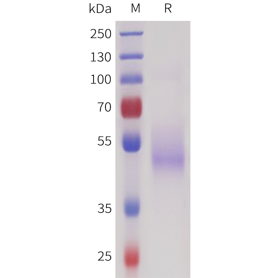Recombinant human SEZ6(415-529) Protein with C-terminal human Fc tag