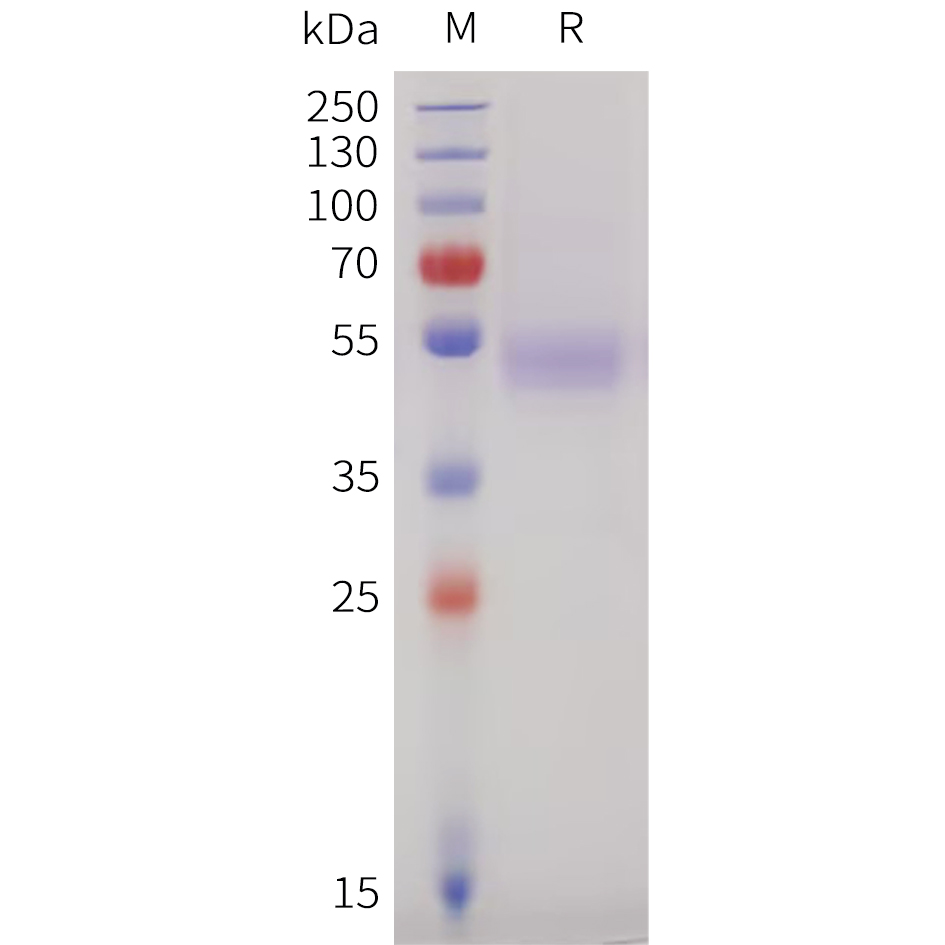 Recombinant human IGHE(106-427) Protein with C-terminal Flag and Twin-Strep Tag