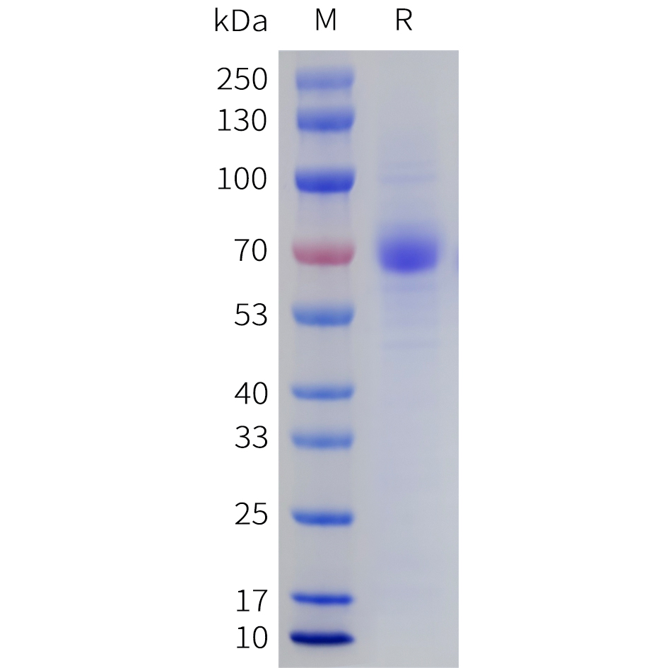 Recombinant human LILRA4 Protein with C-terminal 10?His tag