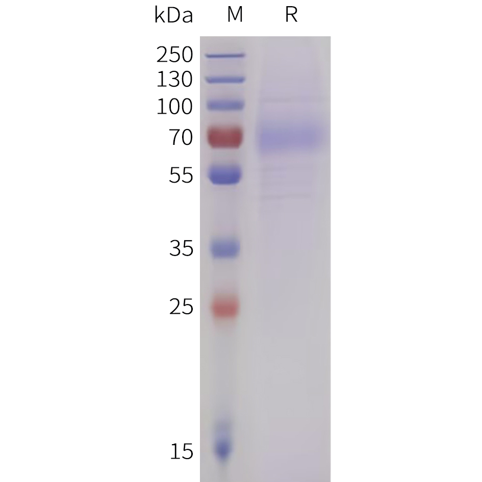 Recombinant human LILRA4 Protein with N-terminal 10?His tag