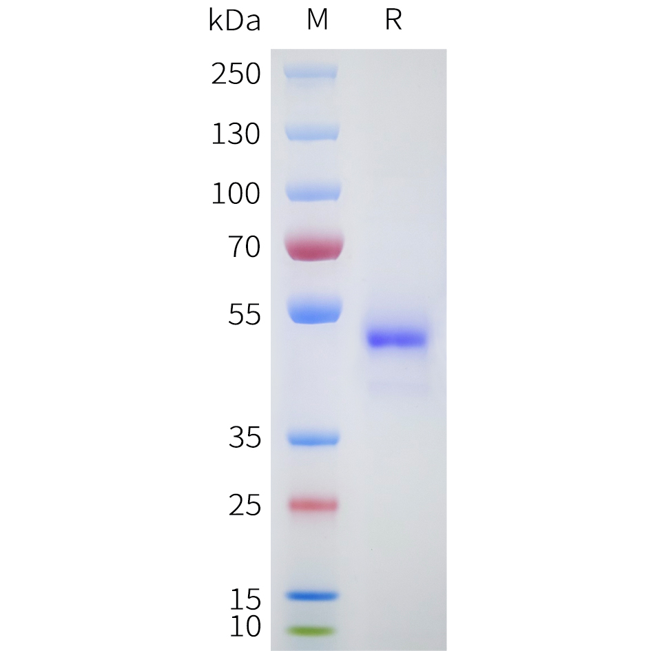 Recombinant human LGR5(447-561) Protein with C-terminal human Fc tag