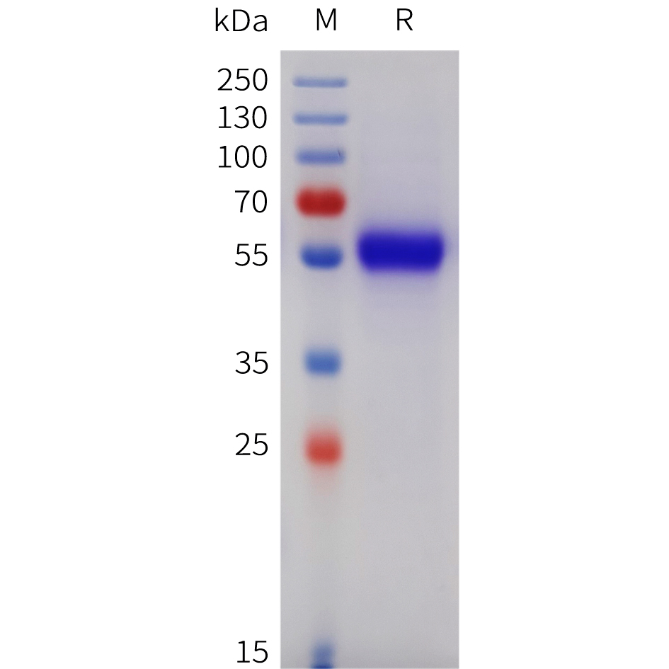 Recombinant human TNFRSF11B Protein with C-terminal 6 x His tag