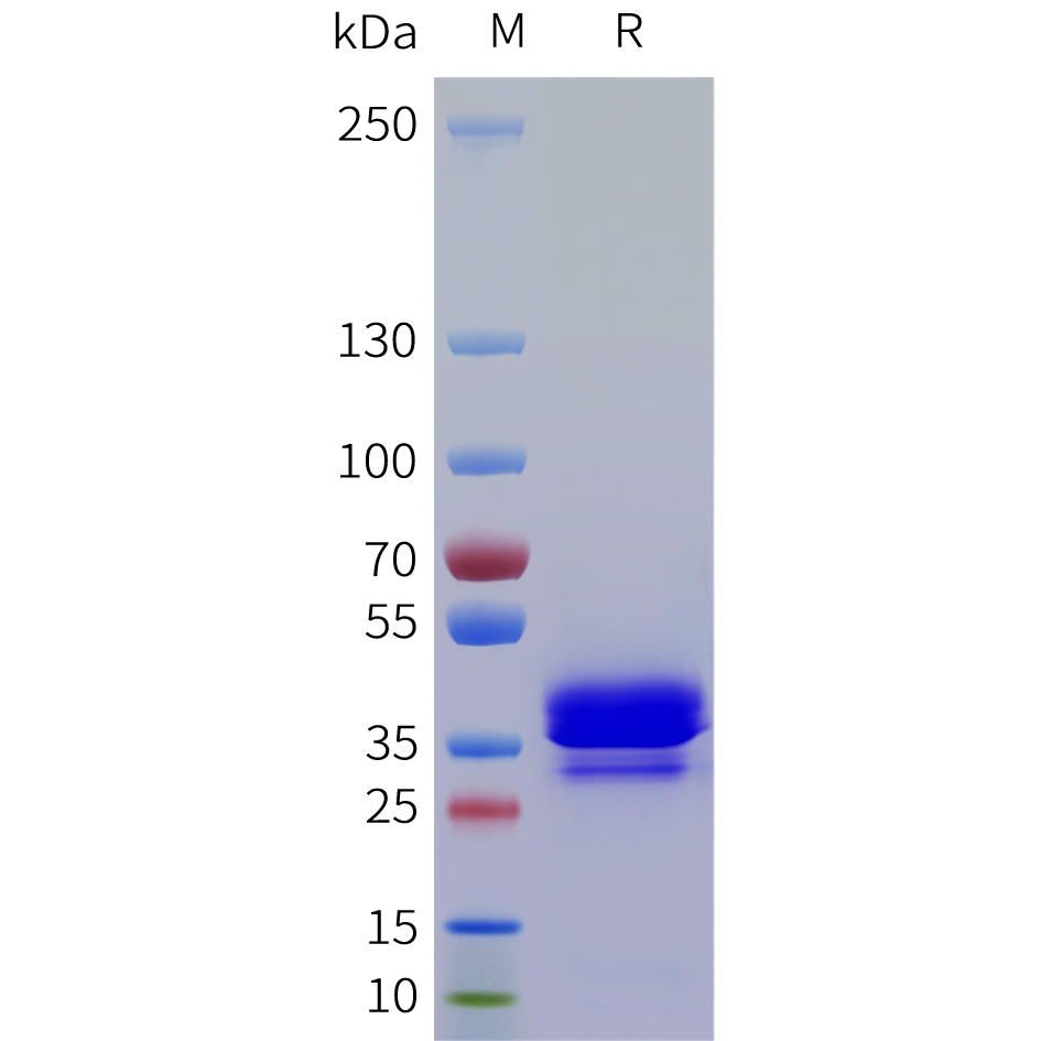 Recombinant human NRG4 Protein with C-terminal human Fc tag