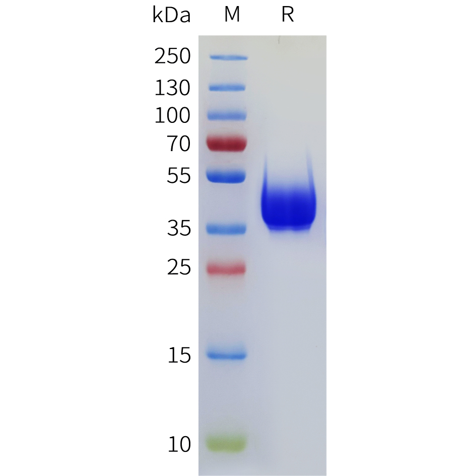 Recombinant human GPR6 Protein with C-terminal mouse Fc tag