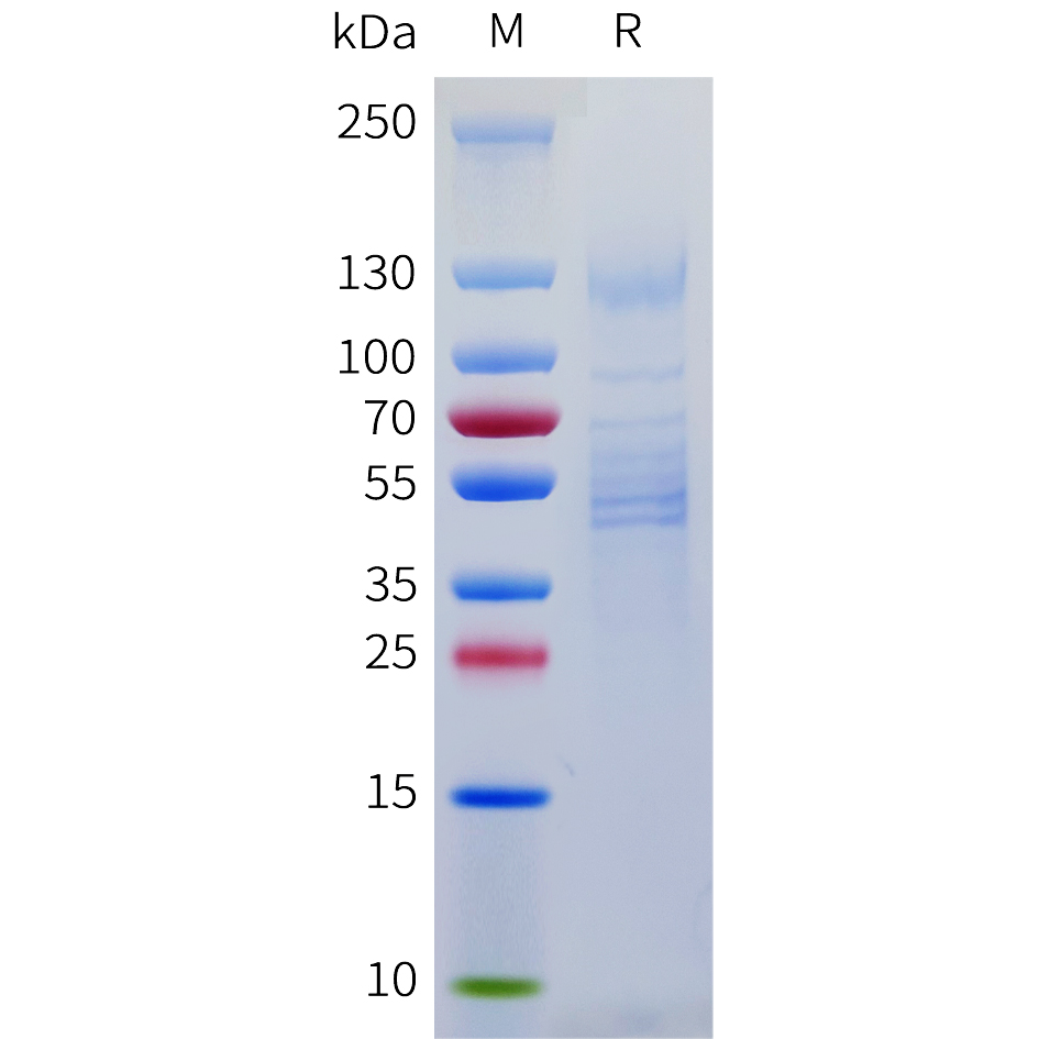 Recombinant human BAI1 Protein with C-terminal Flag and Twin-Strep Tag