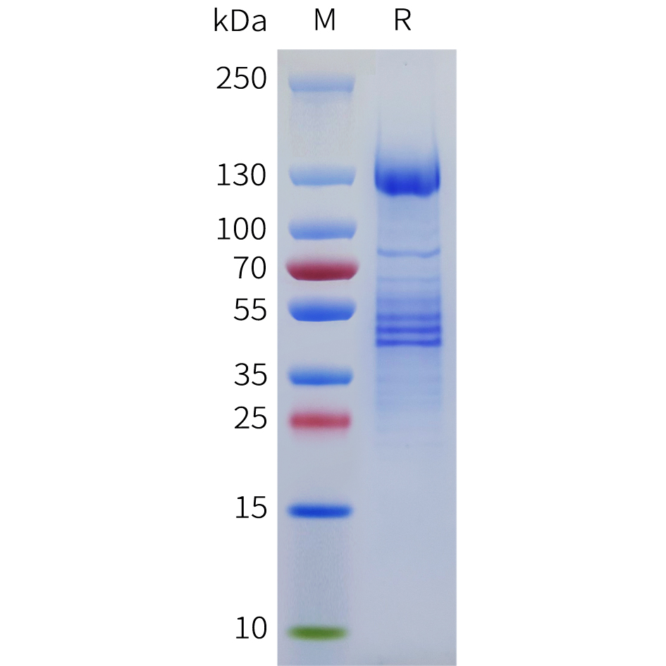 Recombinant human BAI1 Protein with C-terminal human Fc tag