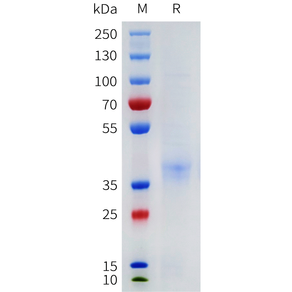 Recombinant human OR51E2 Protein with C-terminal human Fc tag