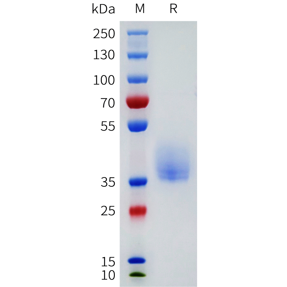 Recombinant human OR52D1 Protein with C-terminal human Fc tag