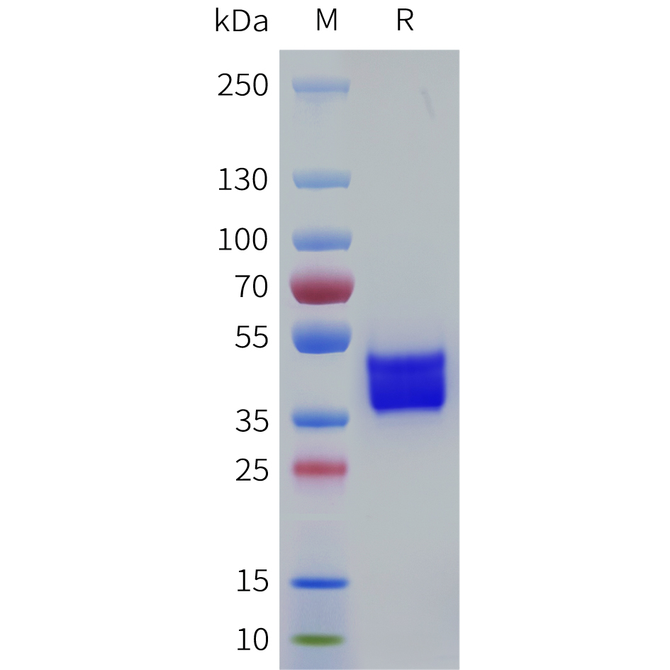 Recombinant human OR8U8 Protein with C-terminal human Fc tag