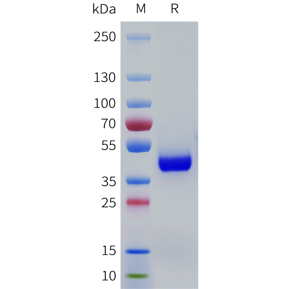 Recombinant human OR1E1 Protein with C-terminal human Fc tag