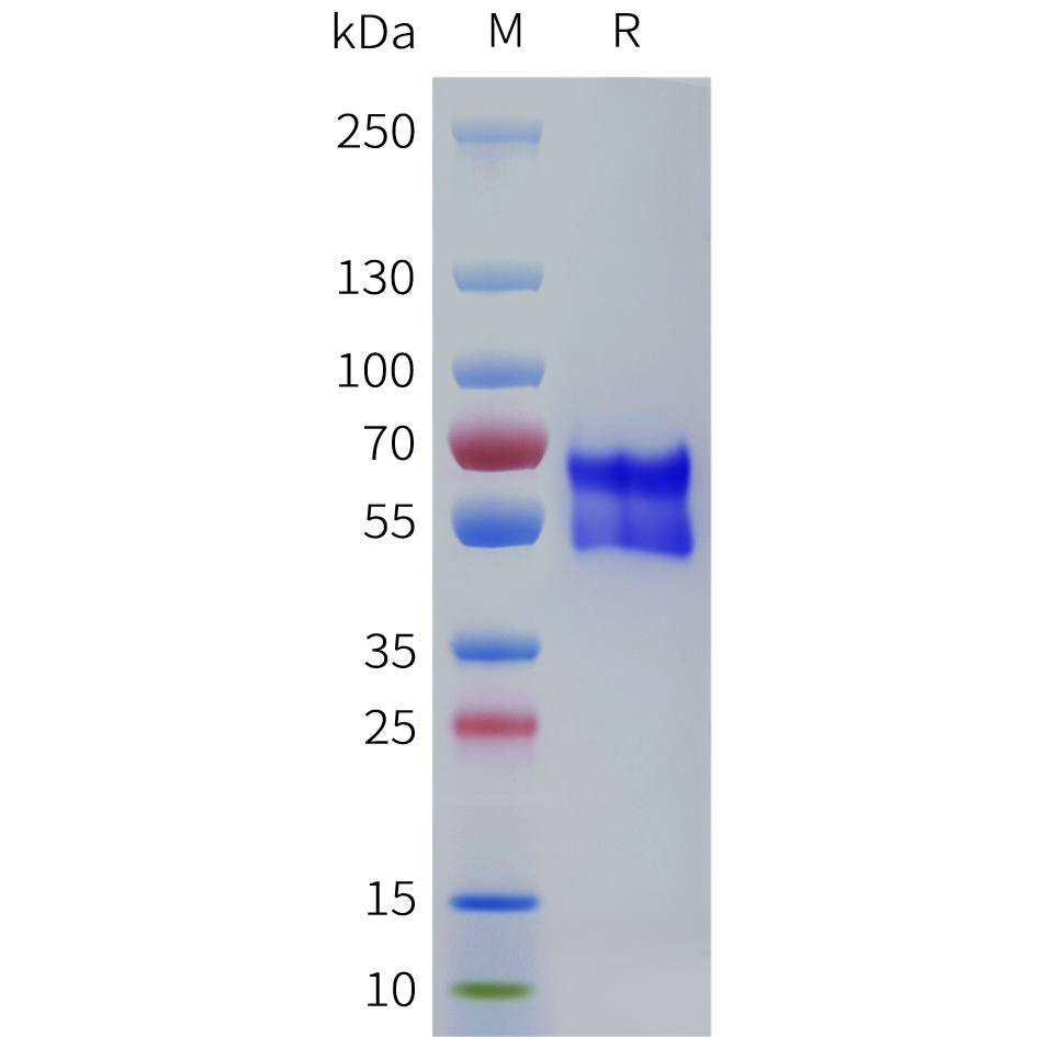 Recombinant human ADRB1 Protein with C-terminal human Fc tag