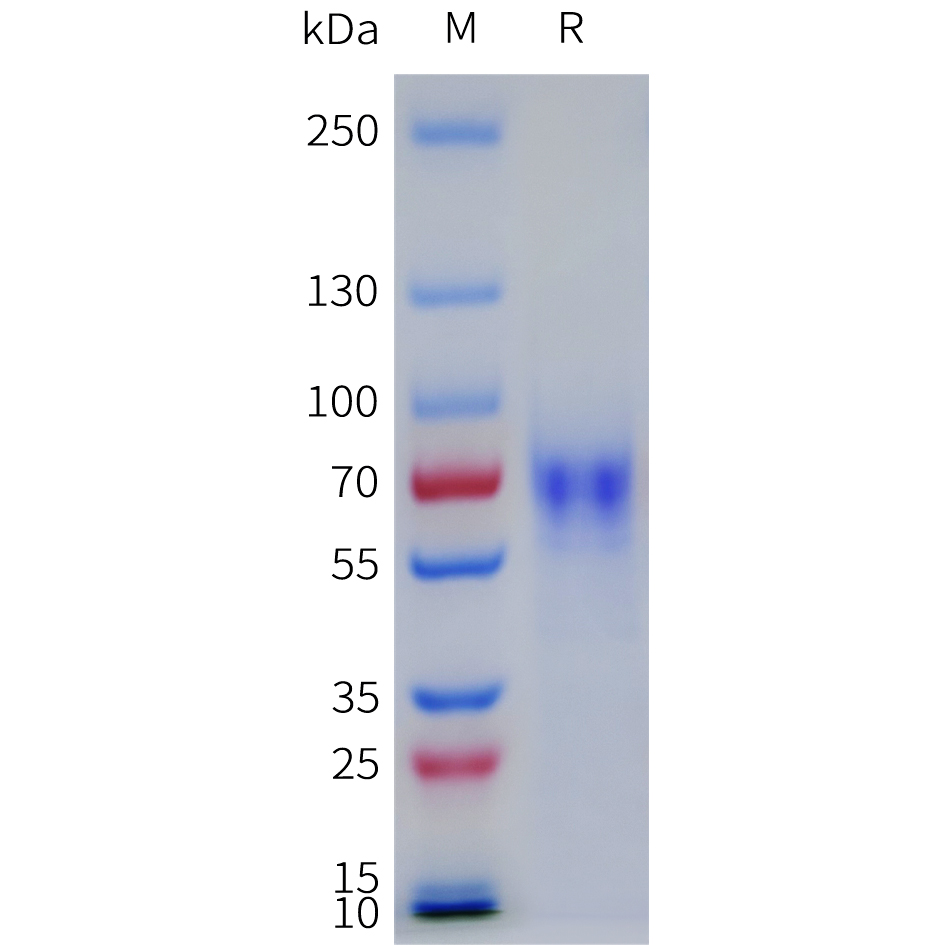 Recombinant human LILRA1 Protein with C-terminal 6xHis tag