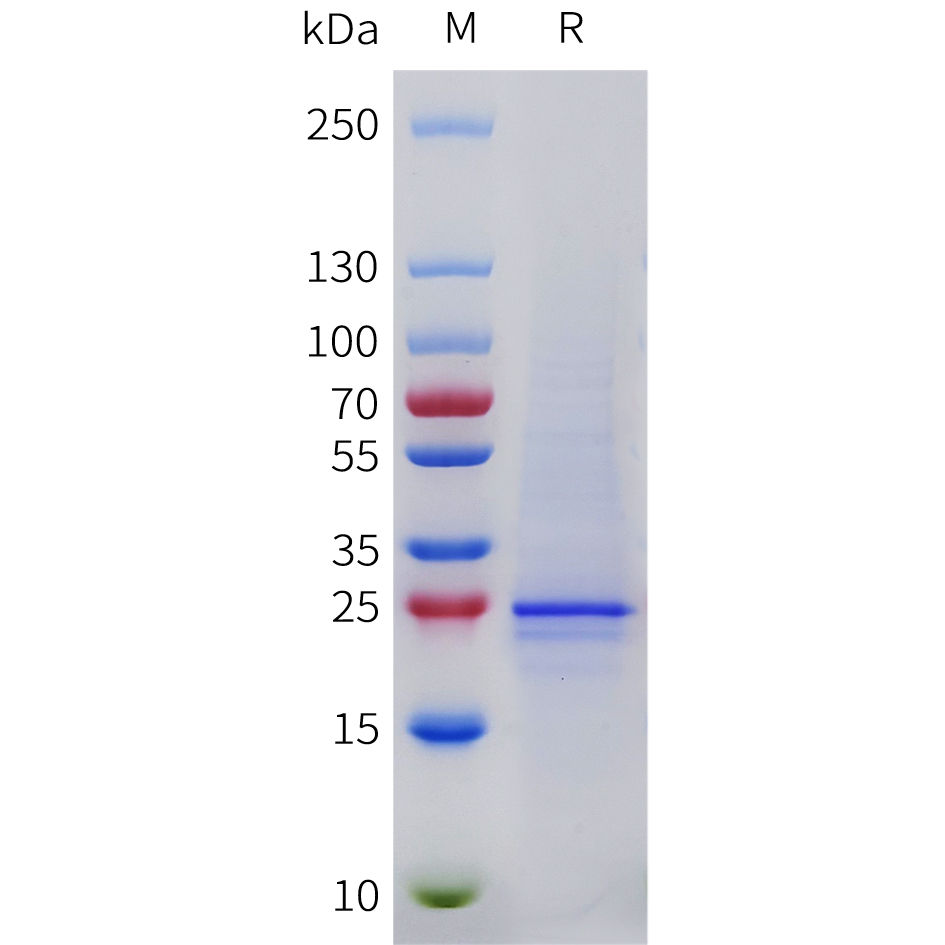 Recombinant human FGF9 Protein with N-terminal 6xHis tag