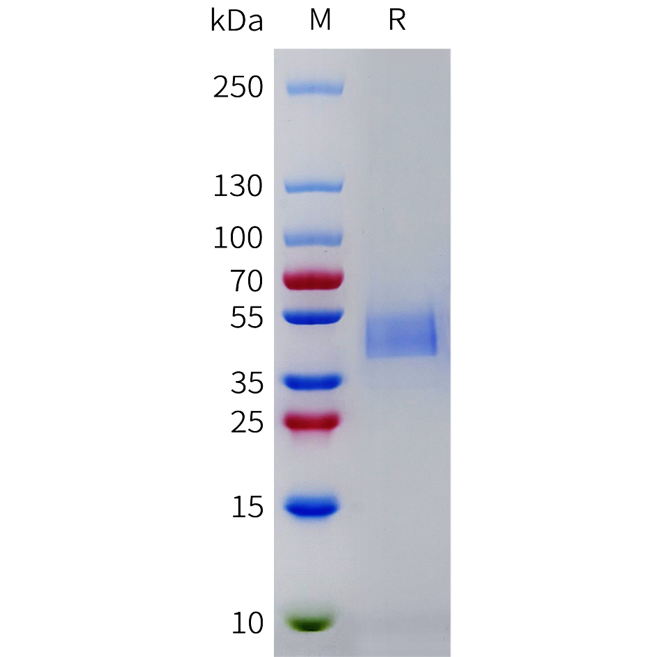 Recombinant human TACR2 Protein with C-terminal mouse Fc tag