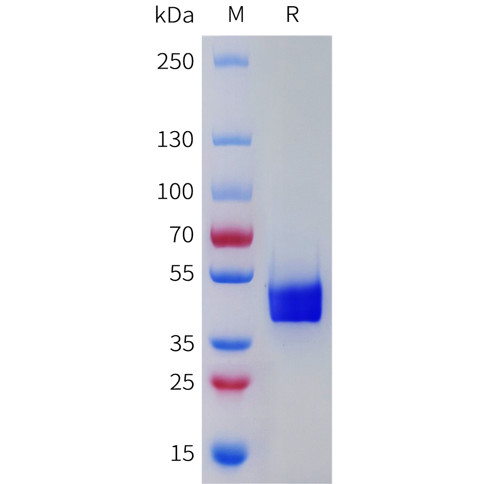 Recombinant human TACR2 Protein with C-terminal human Fc tag