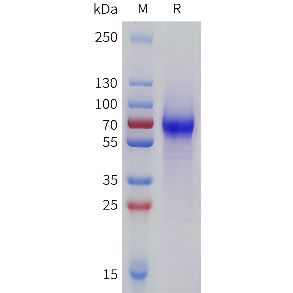 Recombinant human LILRA6 Protein with C-terminal 6xHis tag
