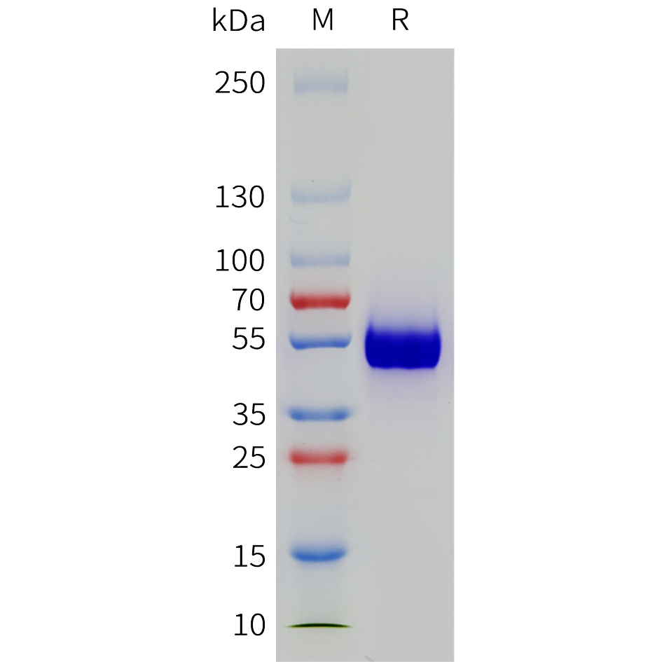 Recombinant human PD-1 Protein with C-terminal human Fc tag
