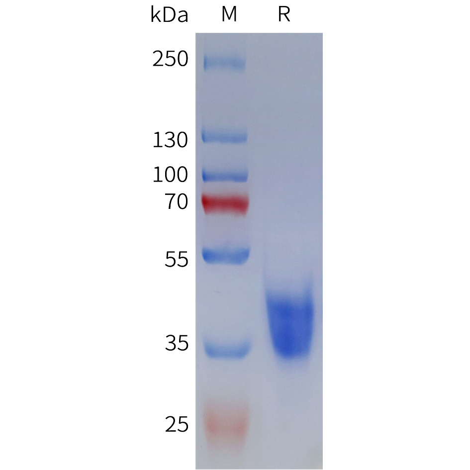 Recombinant human MC2R Protein with C-terminal human Fc tag