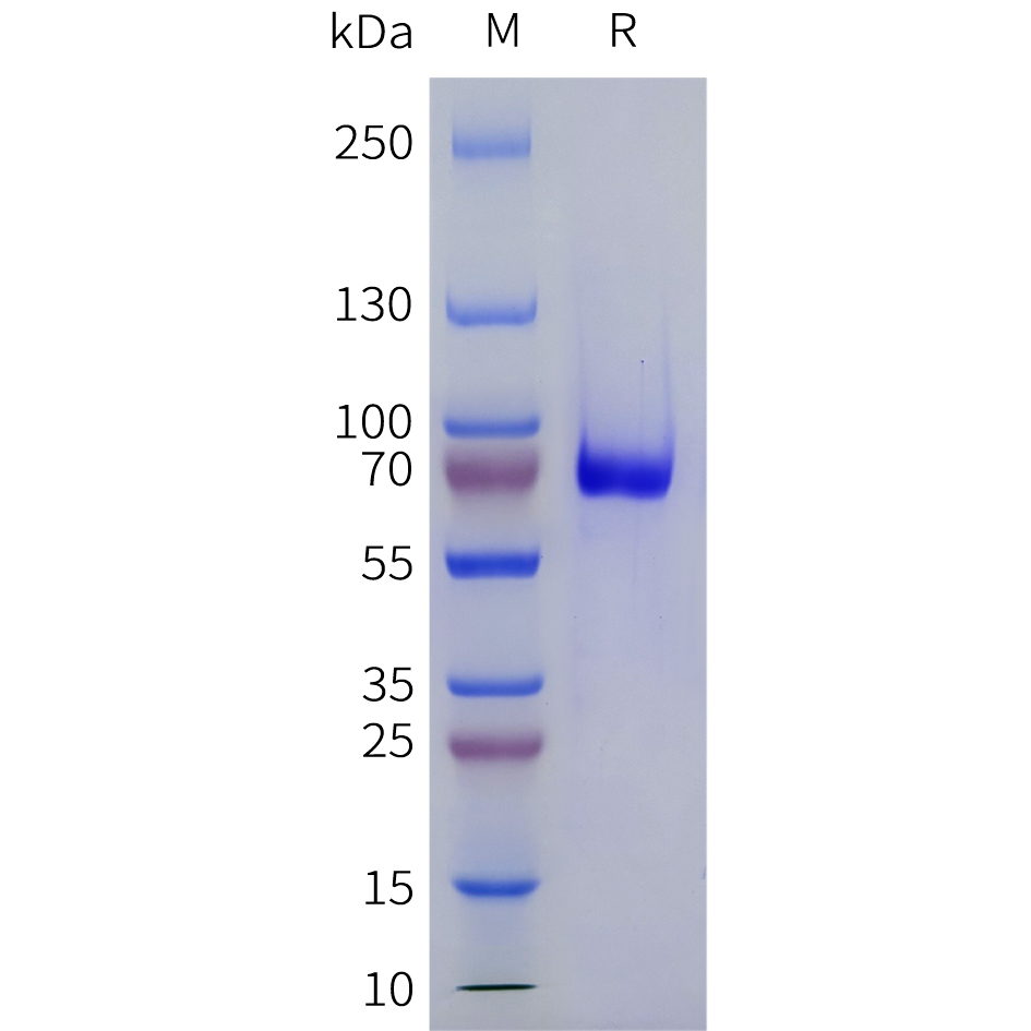 Recombinant human EPHB4 Protein with C-terminal 6xHis tag