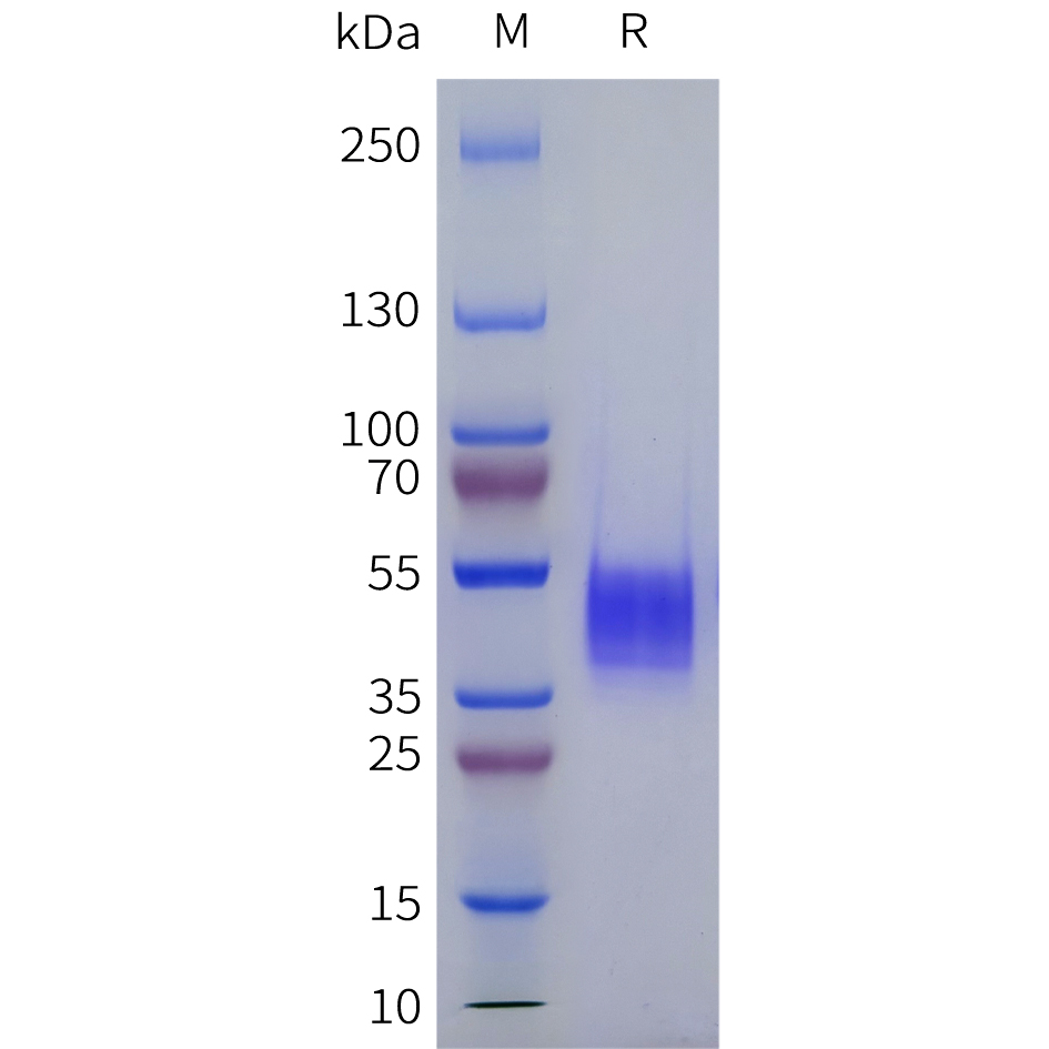 Recombinant human ADRA1A Protein with C-terminal human Fc tag
