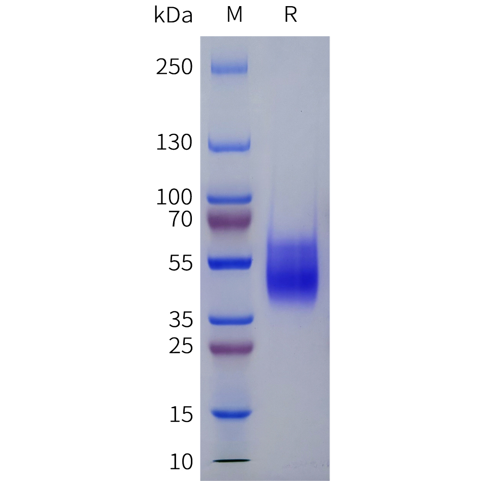 Recombinant human AGTR2 Protein with C-terminal human Fc tag