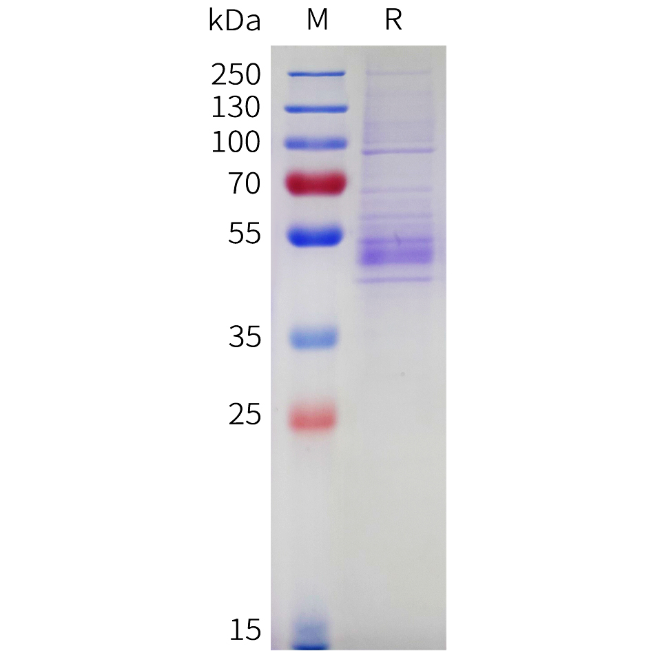 Recombinant Cynomolgus NKG2A protein with N-terminal human Fc tag