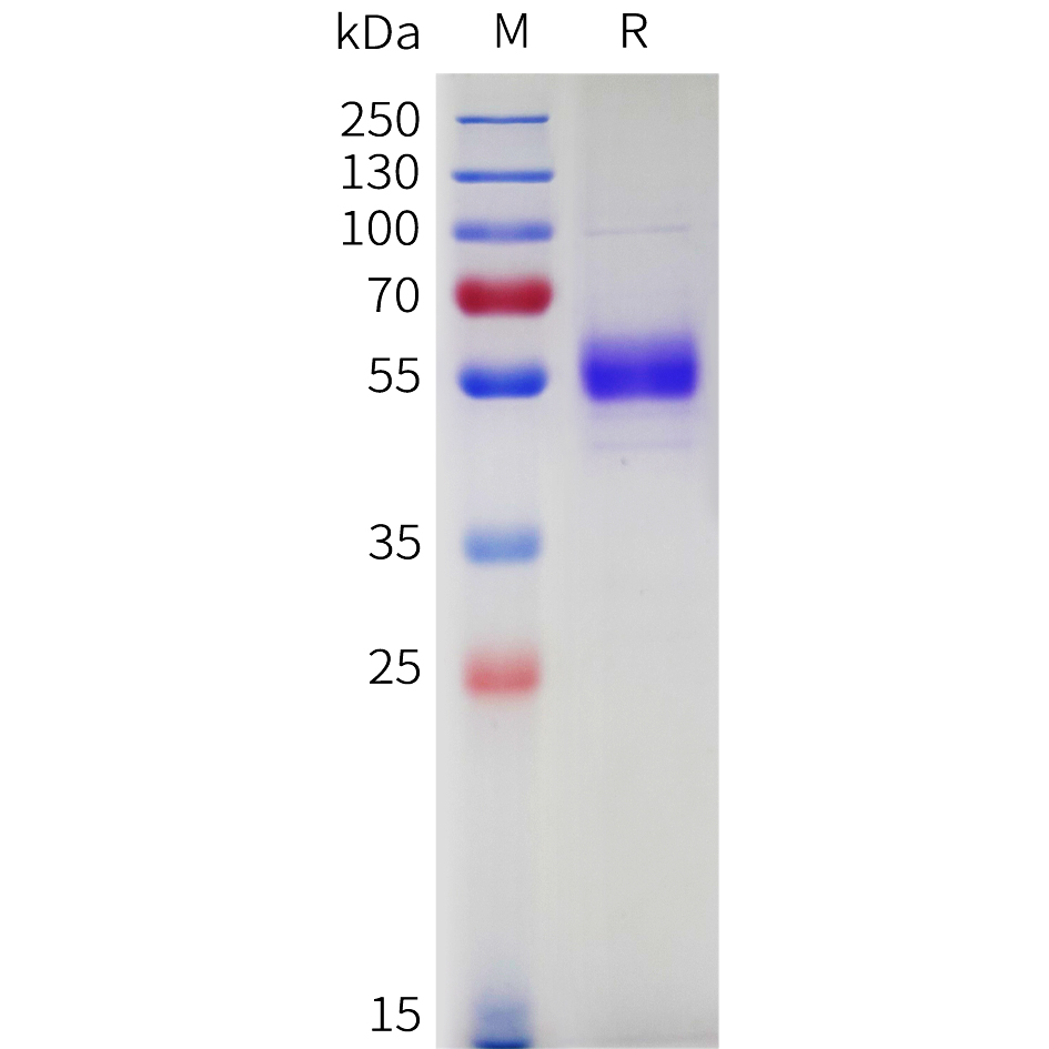 Recombinant Cynomolgus CD94 protein with N-terminal human Fc tag