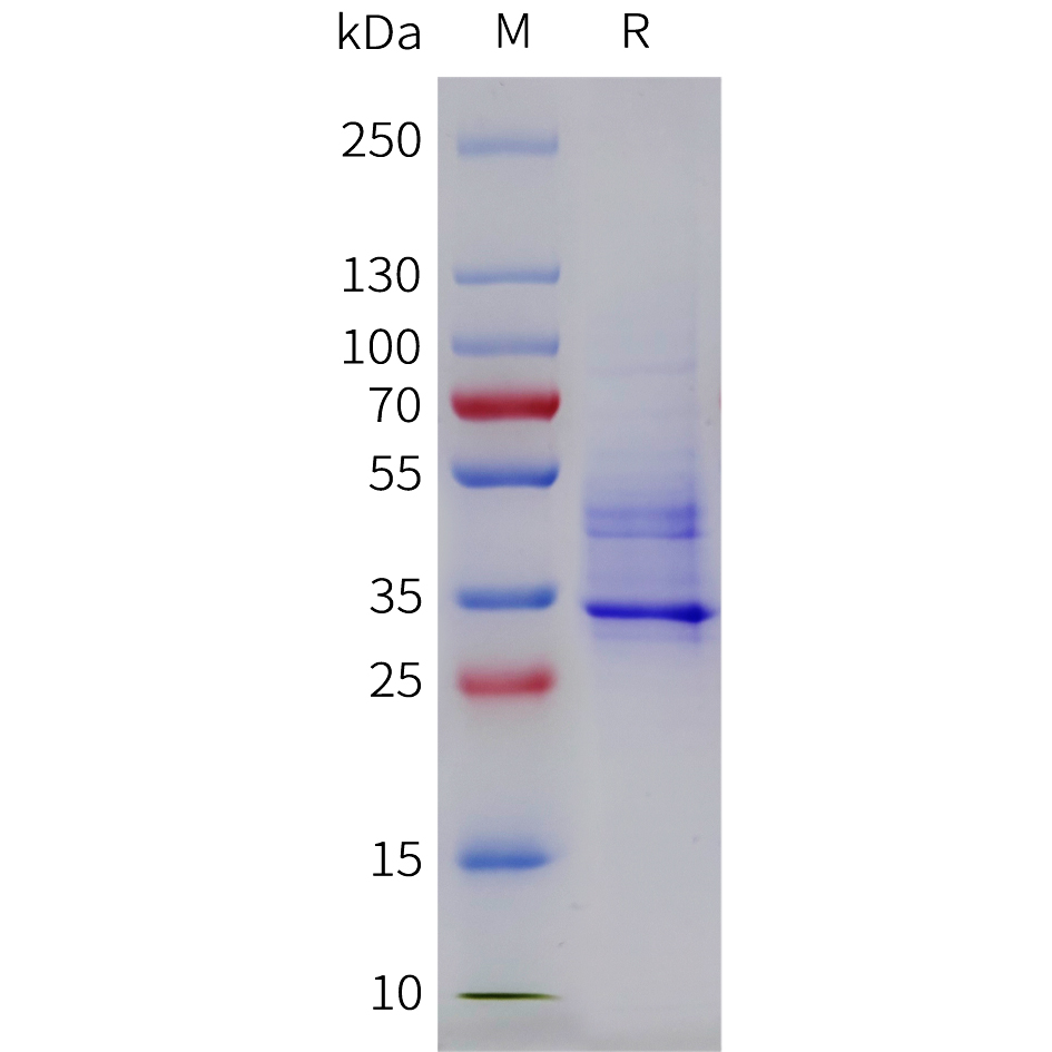 Recombinant Cynomolgus CXCR2(1-63) protein with C-terminal human Fc tag