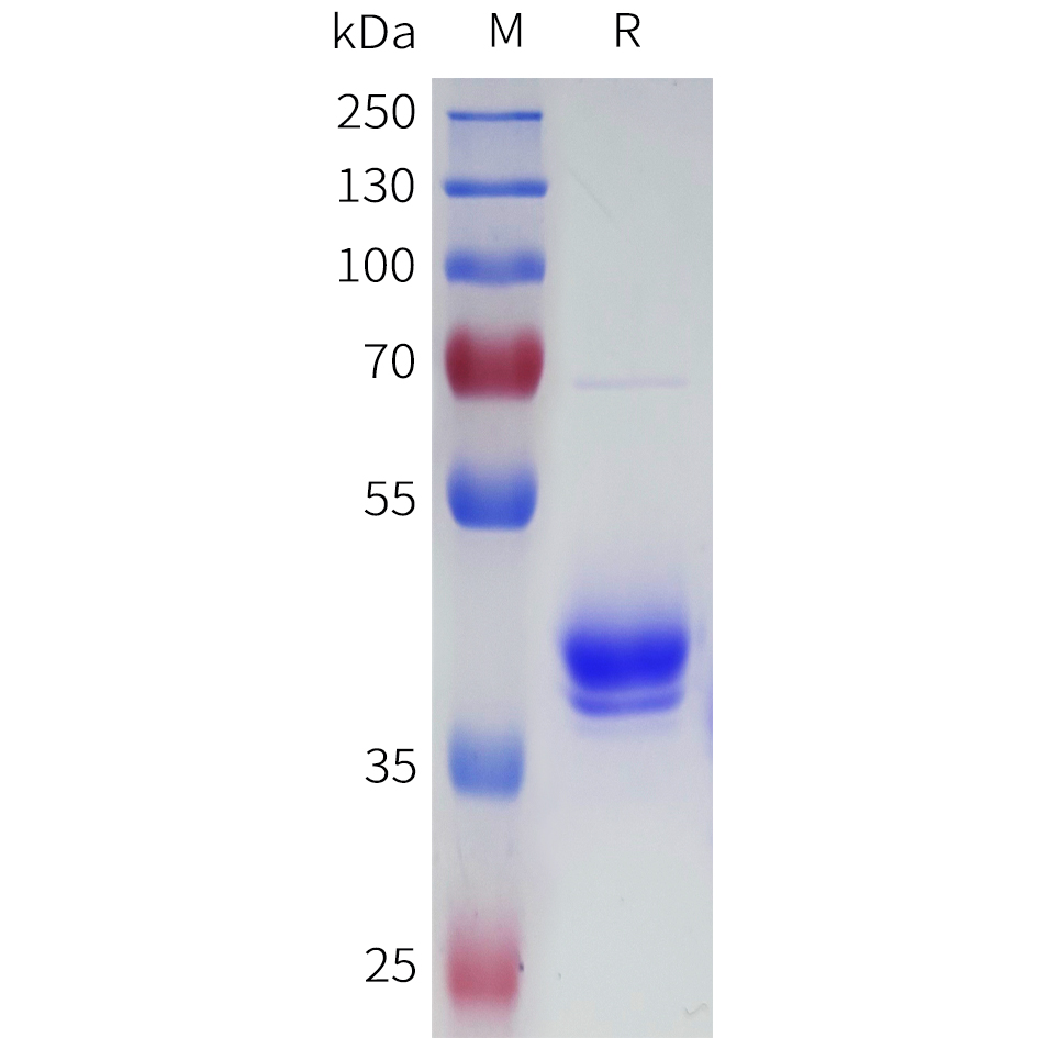 Biotinylated Human BCMA Protein, hFc Avi Tag