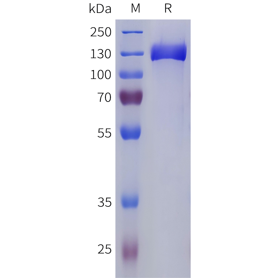 Recombinant human CNTN2 Protein with C-terminal 6xHis tag
